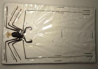 Acanthophrynus coronatus