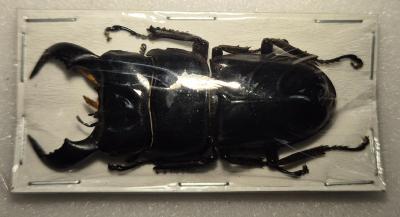 Dorcus bucephalus male 50/55 mm