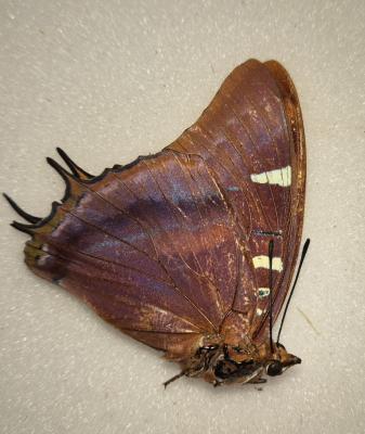 Charaxes lactetinctus femelle