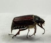 Melolontha melolontha, Hanneton commun