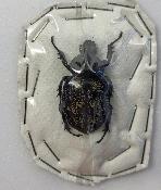 Golinca bifrons femelle