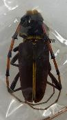Dorcadocerus barbatus