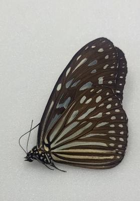 Ideopsis juventa