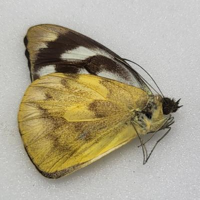 Cepora nadina rempa A-