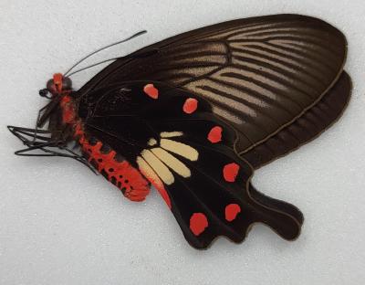 Pachliopta aristolochiae