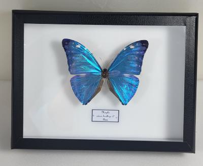 Boîte Cloche Morpho adonis male