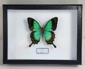 Boîte Cloche Papilio lorquinianus
