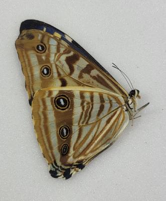 Morpho zephyritis male
