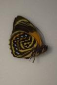 Agrias phacides ssp Fournirae f viola male