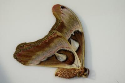 Attacus caesar femelle