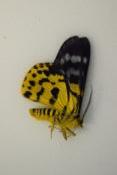 Dysphania subrepleta