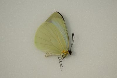 Eurema venusta