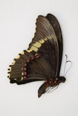 Heraclides epenetus male RARE