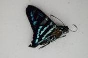 Jemadia sp
