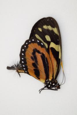 Lycorea halia fasciata male