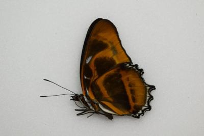 Metamorpha eliisa aberation 1