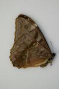 Morpho aurora lamasi femelle A1
