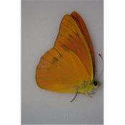 Appias nero fleminius male