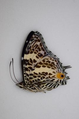 Baeotus deucalion mâle