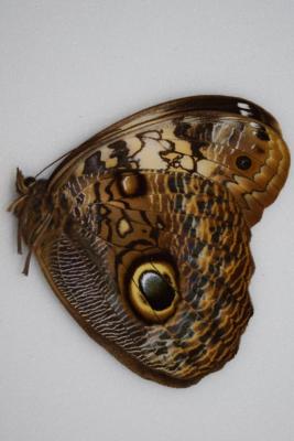 Caligo martia femelle