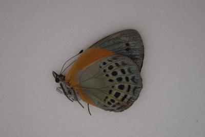 Asterope markii femelle A1-
