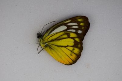 Cepora judith male