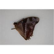 Charaxes anticlea male