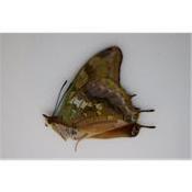 Charaxes candiope mâle