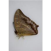 Charaxes nitebis nitebis male