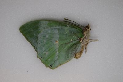 Charaxes subornatus femelle