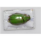 Chrysina intermedia femelle