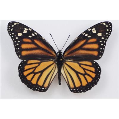 Danaus plexippus femelle recto étalé