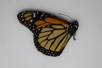 Danaus plexippus monarque