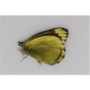 Delias subviridis mâle