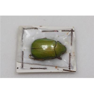 Chrysina donthomasi femelle