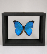 DBV Morpho menelaus mâle 