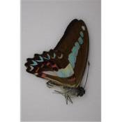 Graphium milon