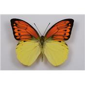 Hebomoia leucippe male étalé