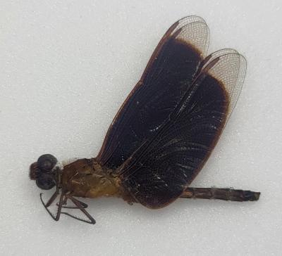 Libellule sp5 marron