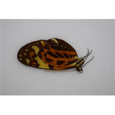 Melinaea mneme male