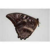Morpho amphitryon male