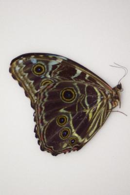 Morpho deidamia male A1