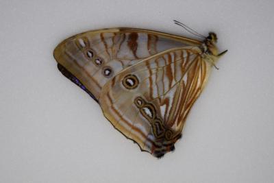 Morpho sulkowskyi male