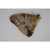 Morpho sulkowskyi male