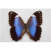 Morpho helenor violaceus femelle