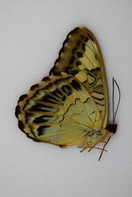 Parthenas sylvia brunnea