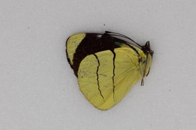 Perisama oppelii viridinota mâle