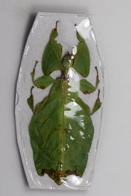 Phyllium giganteum femelle