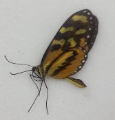 Mechanitis isthmia