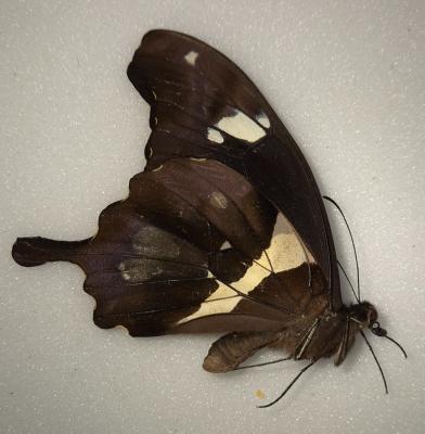 Papilio hesperus male